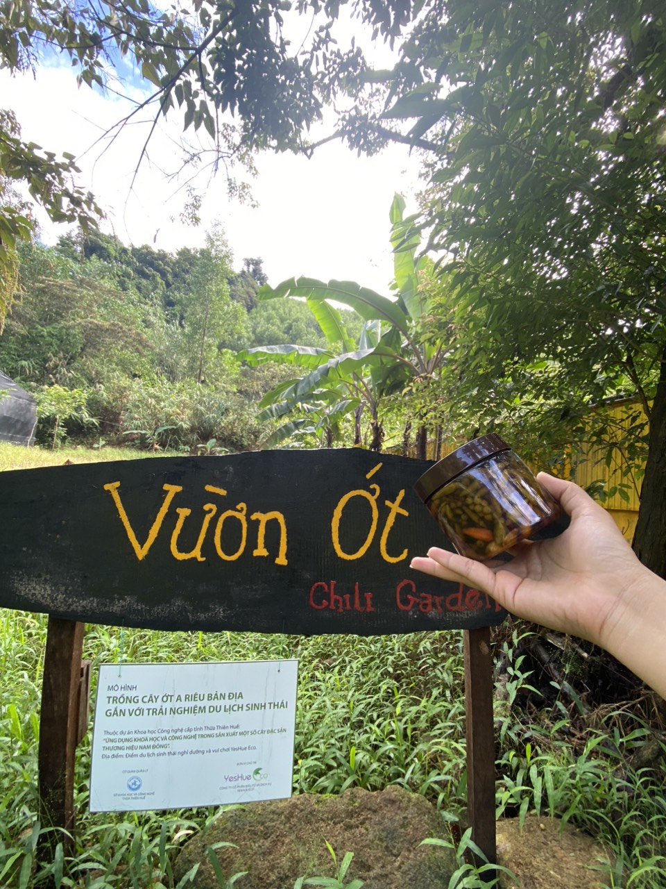 Ớt Ariu - Trồng sạch – An toàn